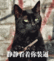 黑猫织毛衣经典表情配字